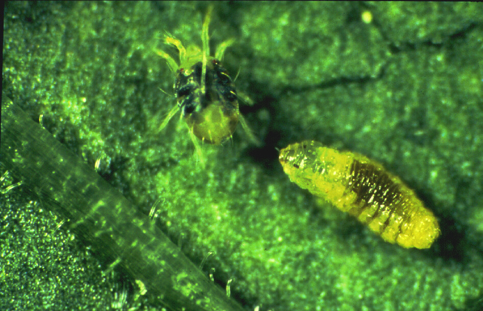 Feltiella larva with two-spotted spider mite. Image © Nigel Cattlin